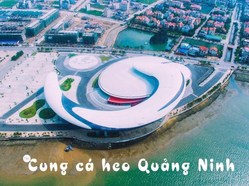 Cung Cá Heo Hạ Long