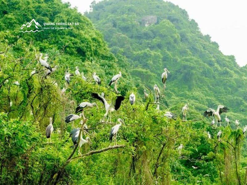thung nham bird valley 2
