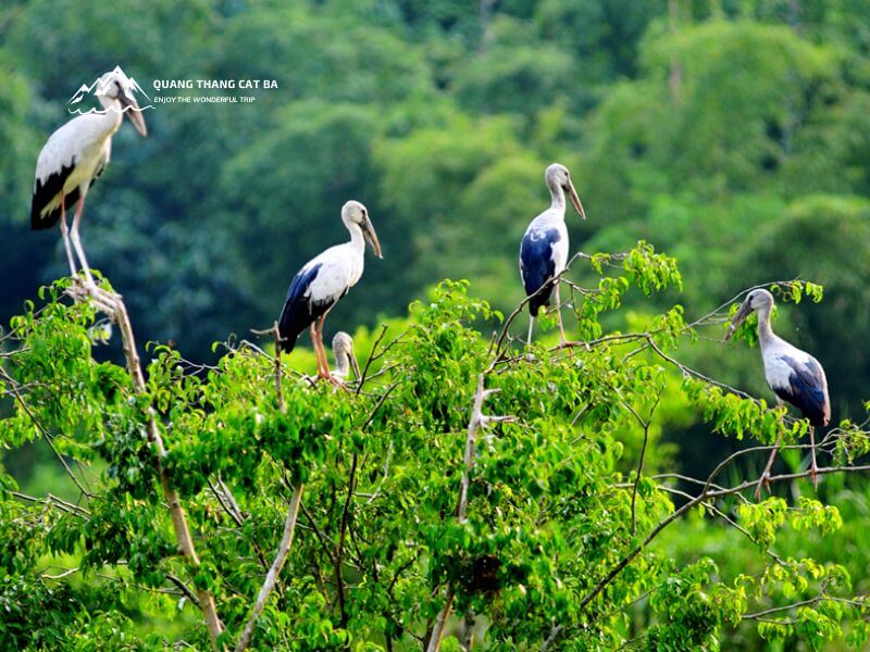 thung nham bird valley 5