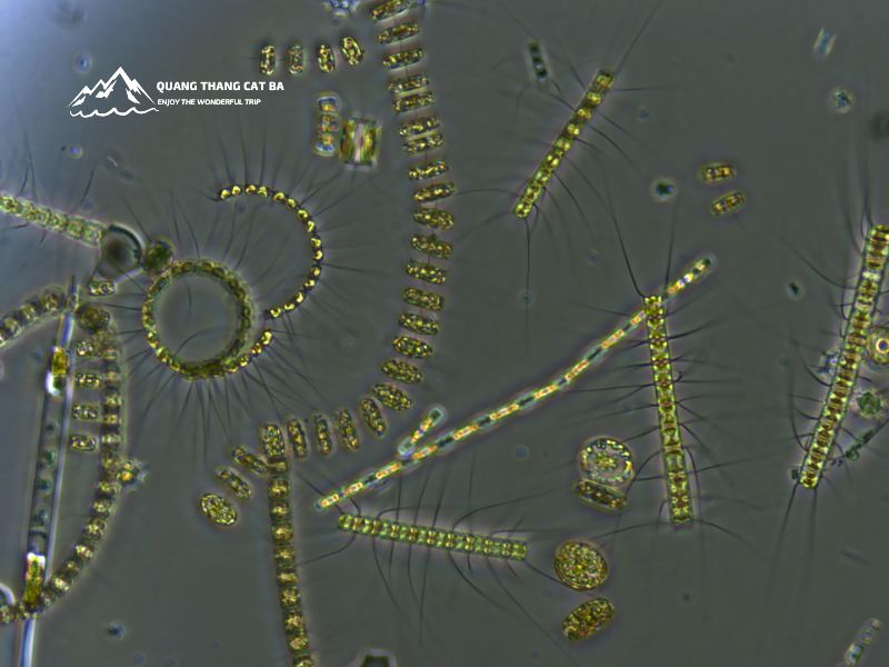 Phytoplankton