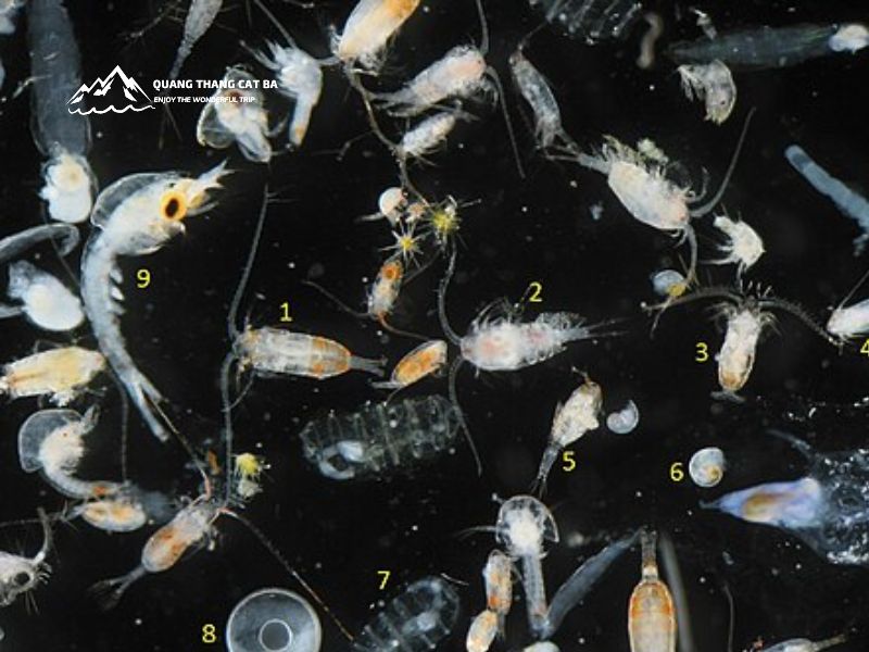 Zooplankton