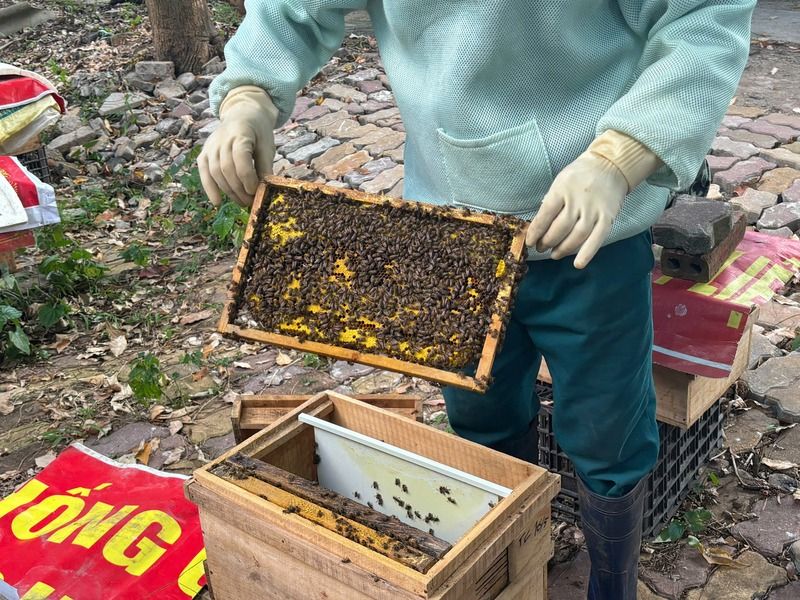 Bee farm
